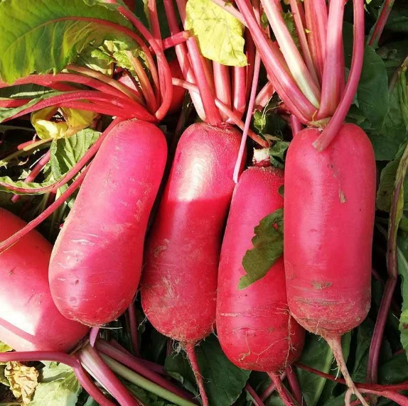 【全店满5包包邮】红心红皮萝卜种子胭脂红透心红甜脆萝卜蔬菜种子