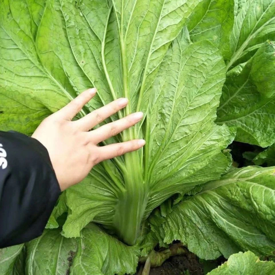 【全店满5包包邮】宽帮青菜种子腌渍泡菜酸菜四川芥菜中熟大叶秋播