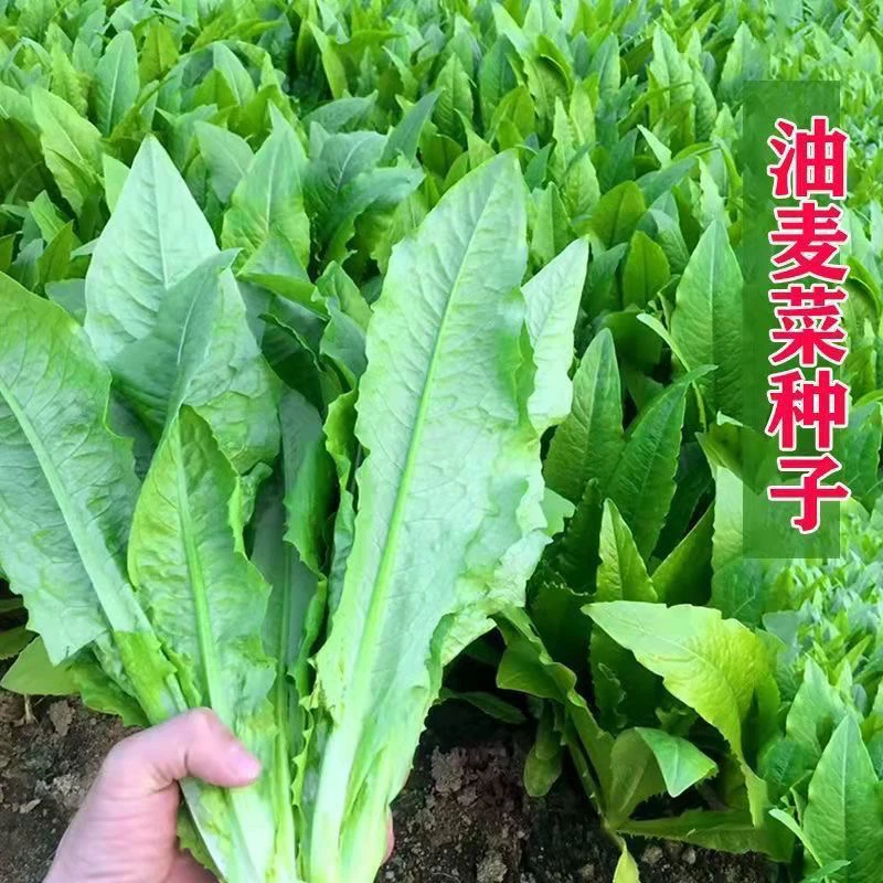 【全店满5包包邮】油麦菜种子春秋播种青菜阳台盆栽田园蔬菜种子