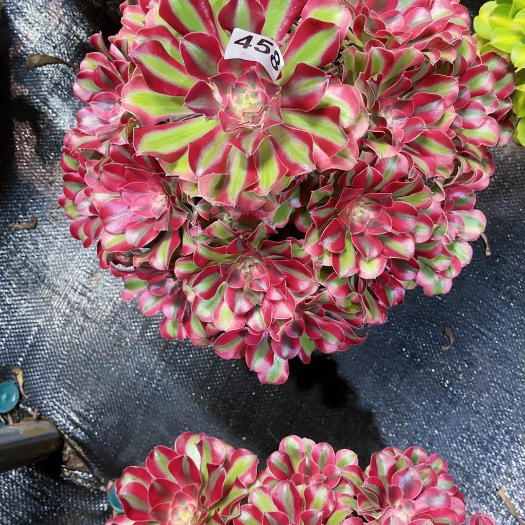 ?****?458多肉植物法师
