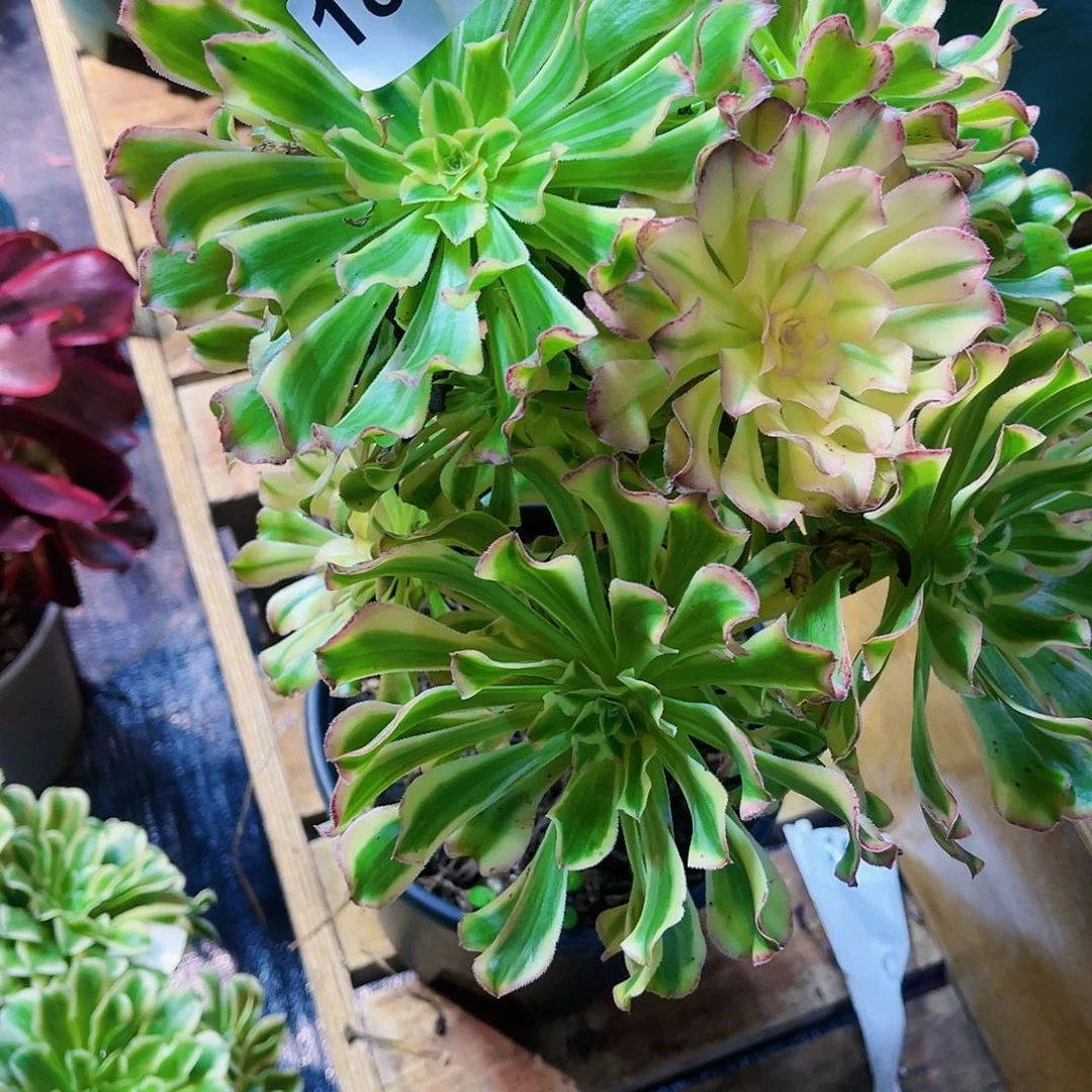 开****3188多肉植物法师