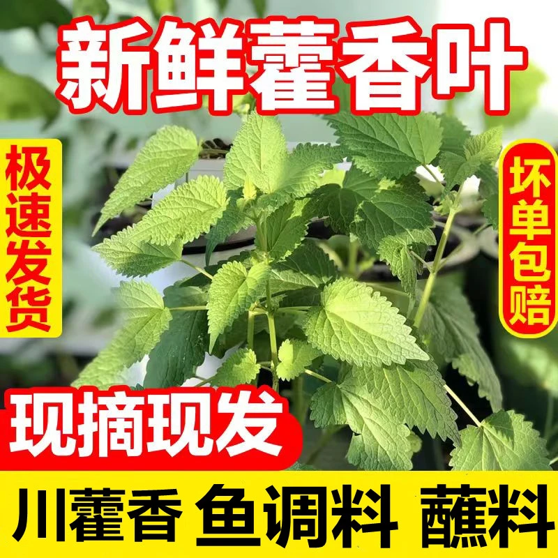 藿香叶新鲜现摘农家全年供货四川特产五香叶荷香叶鱼调料煎蛋蔬菜