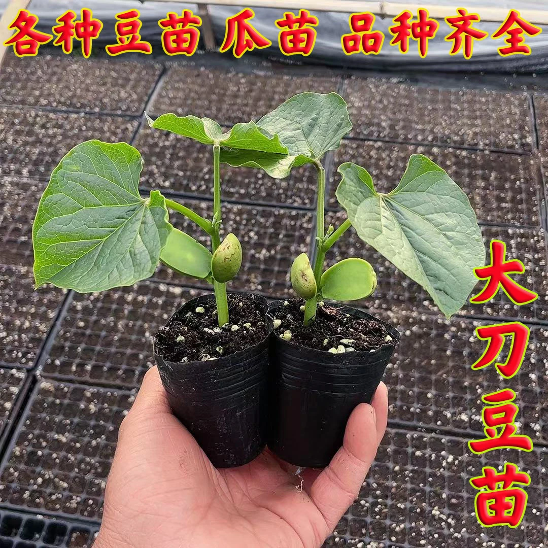 高产大刀豆苗毛豆苗四季豆苗紫扁豆苗西葫芦苗豆角苗黄瓜苗茄子苗