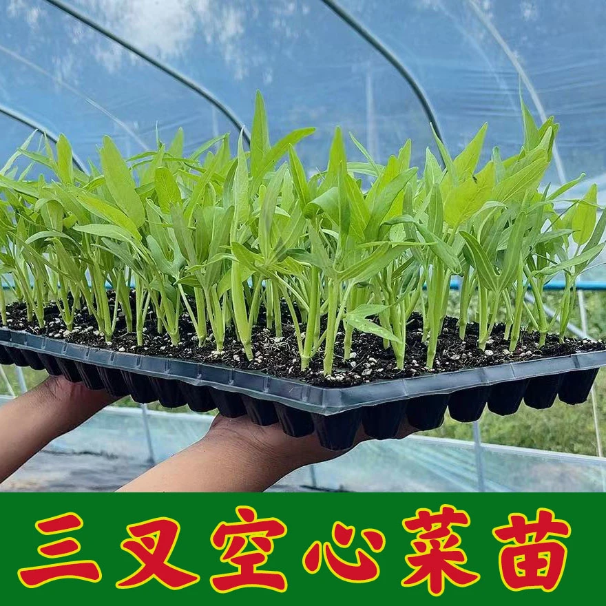 高产柳叶空心菜苗三叉空心菜苗大叶空心菜苗四季豆苗紫边眉豆种植