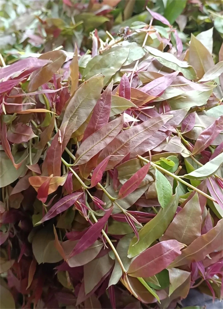 黄牛木叶野生晒干黄牛茶黄芽木雀笼木散装正品干货包邮