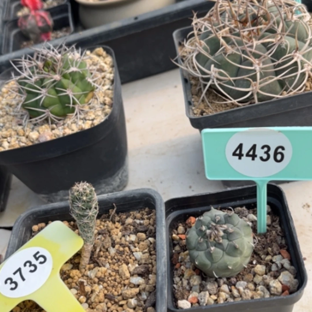 【闪购商品】44363735