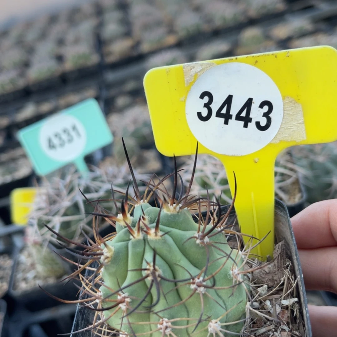 【闪购商品】34433443