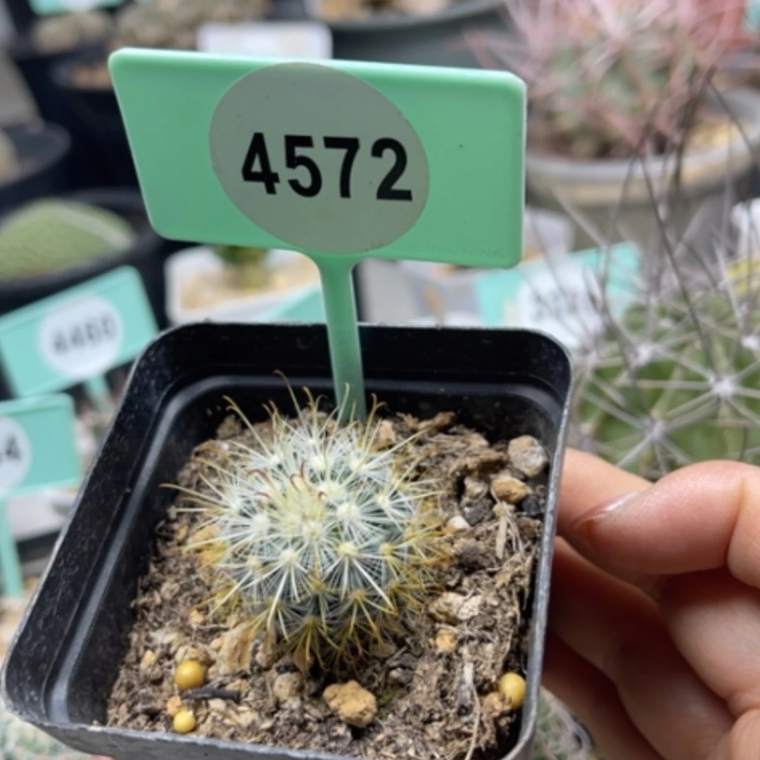 【闪购商品】45724572