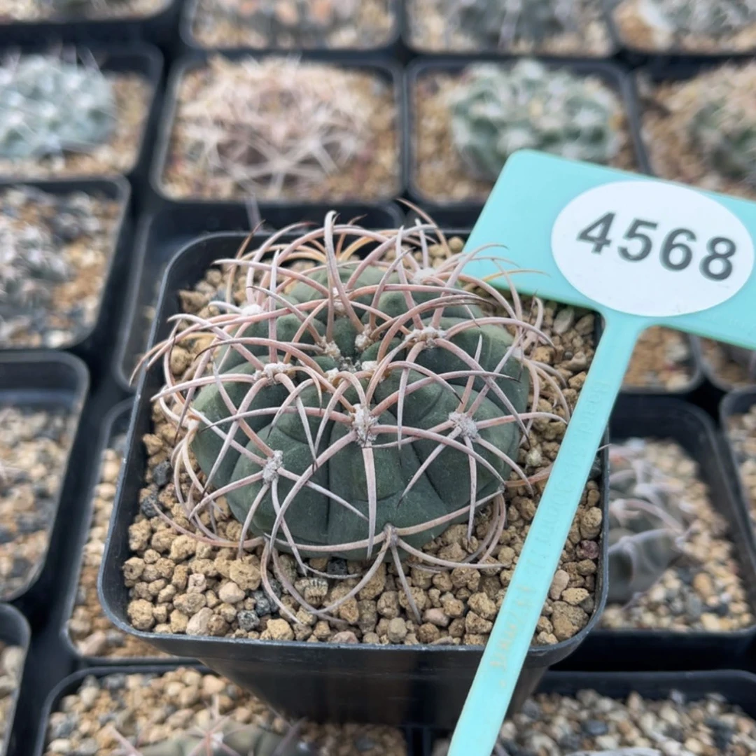 【闪购商品】涯*45684568