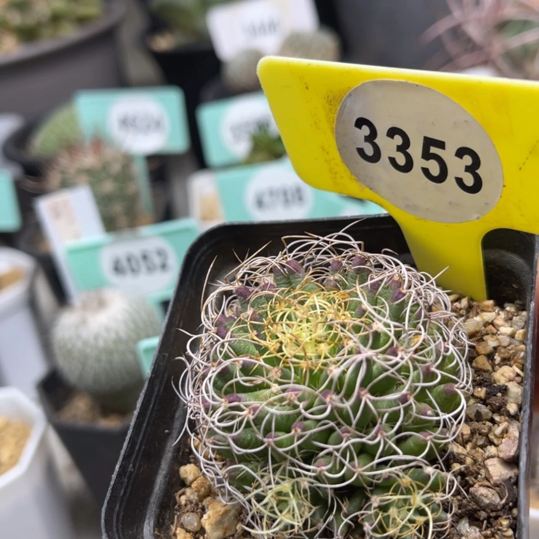 【闪购商品】33533353