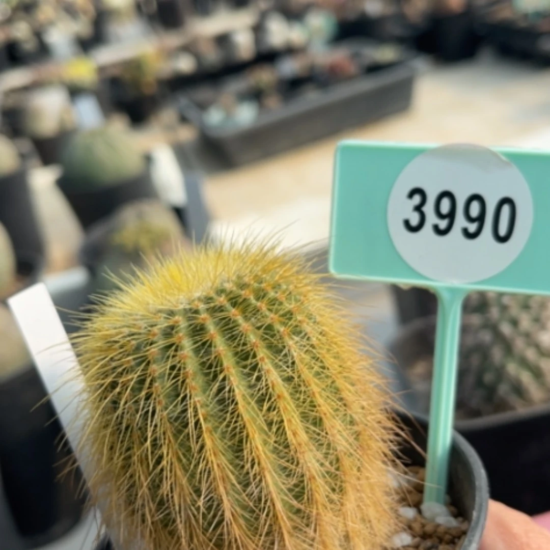 【闪购商品】39903990
