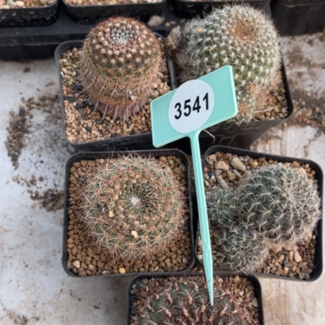 【闪购商品】35413541