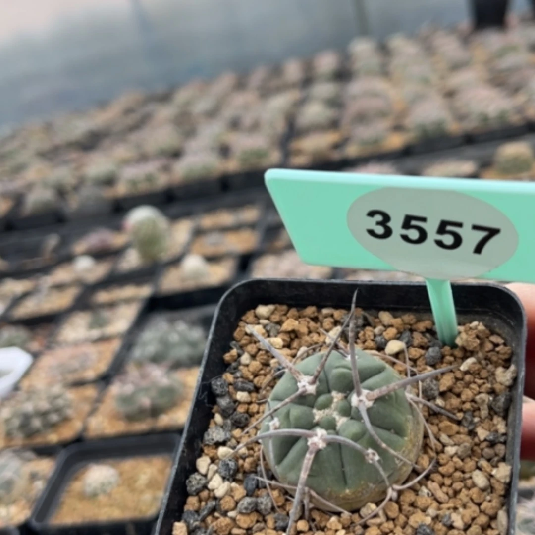 【闪购商品】夔*瀧35573557