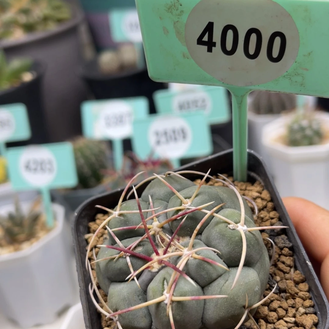 【闪购商品】40004000
