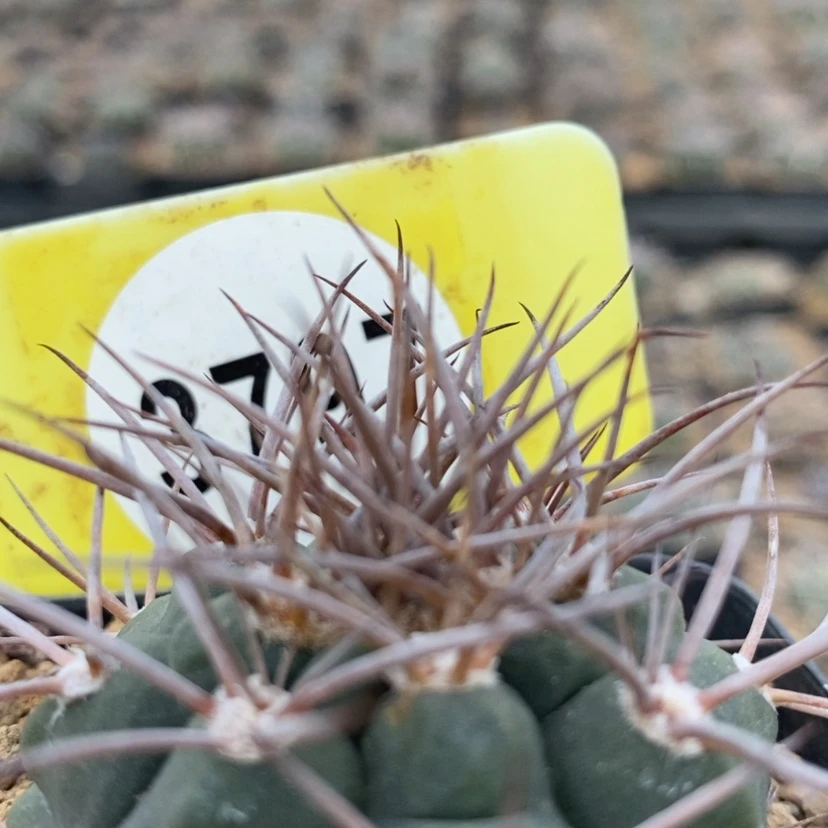 【闪购商品】剑魔玉