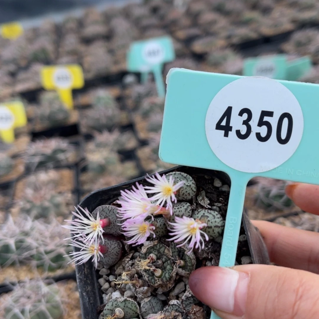 【闪购商品】43504350