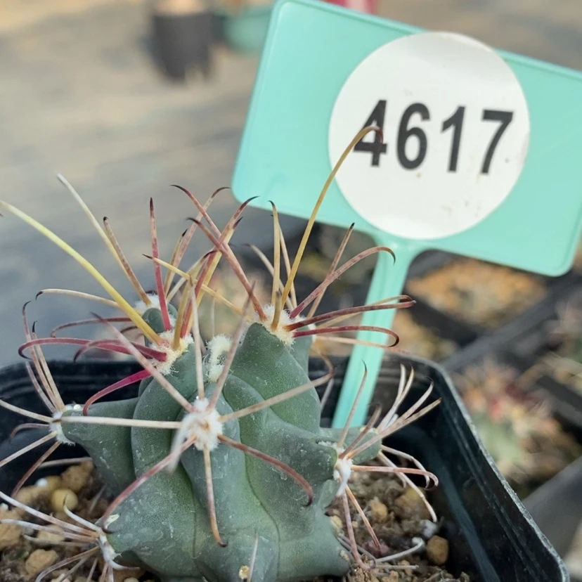 【闪购商品】46174617