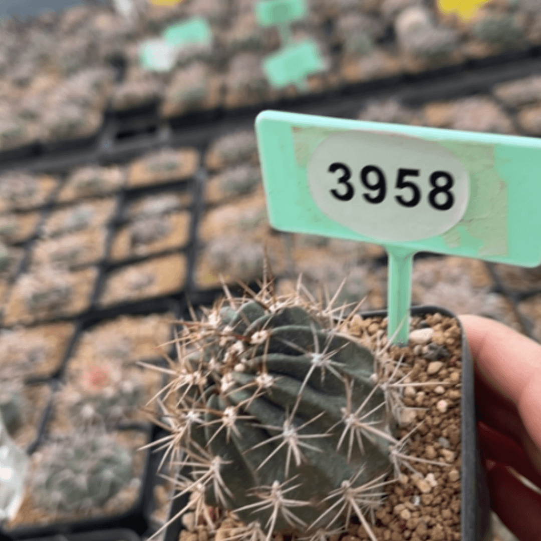 【闪购商品】丨****丨39583958