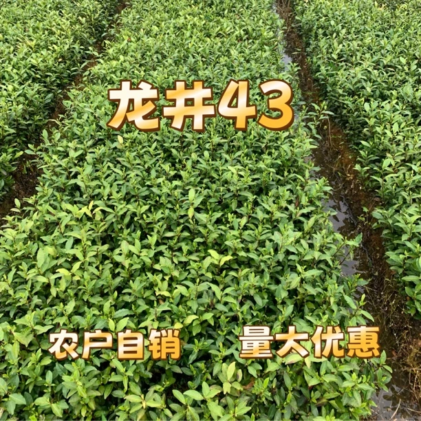 龙井43茶树苗茶苗庭院绿化实验苗茶叶苗
