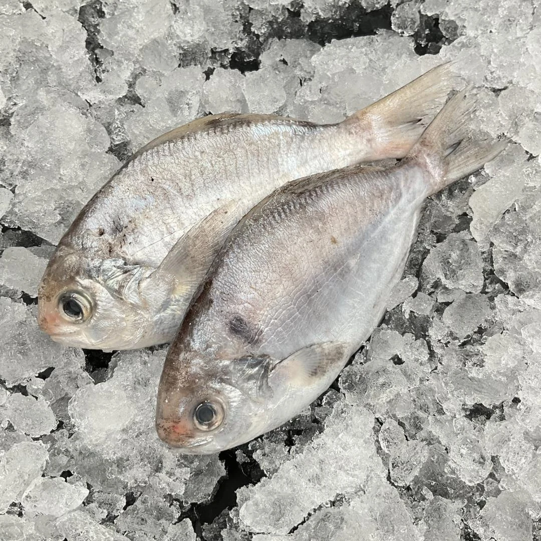 神泉本港新鲜冷冻南鲳鱼乌前肉鲳鱼海捕顺丰冷链运输400g