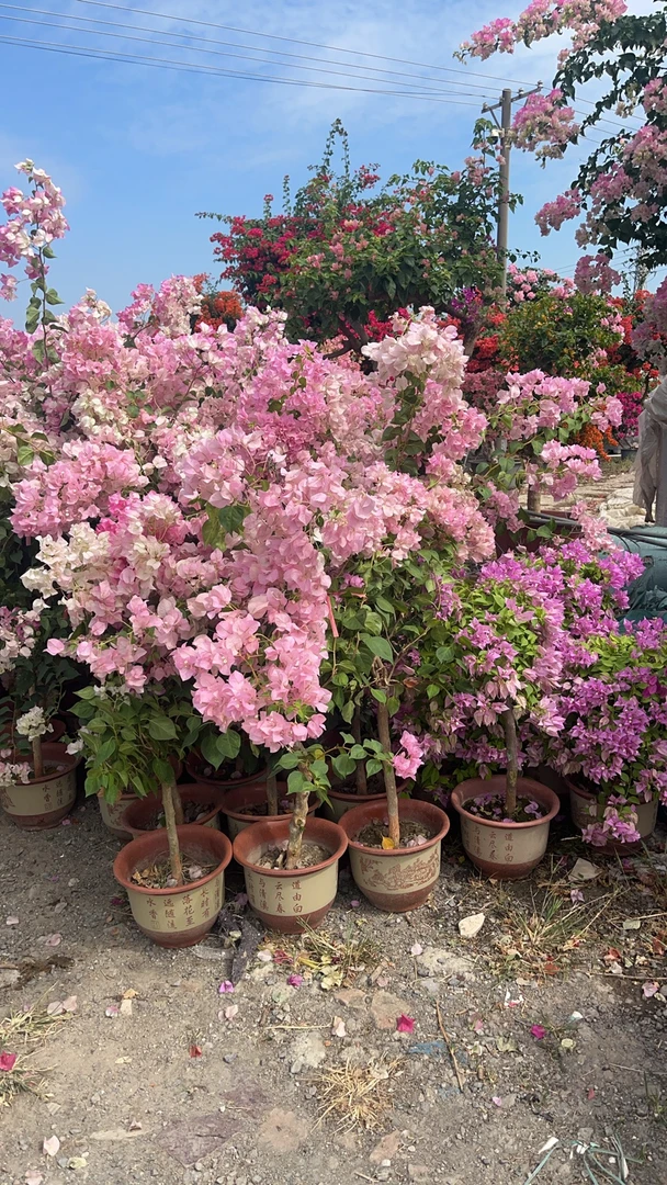 三角梅嫁接多彩一物一拍木打架发货落花落叶是正常情况介意勿拍