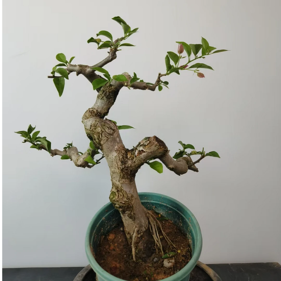 三角梅老桩一物一拍