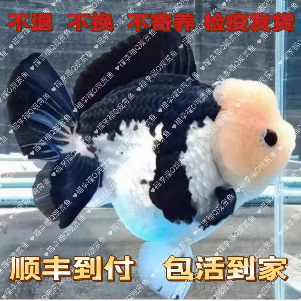 玛丽 活体（直播链接）