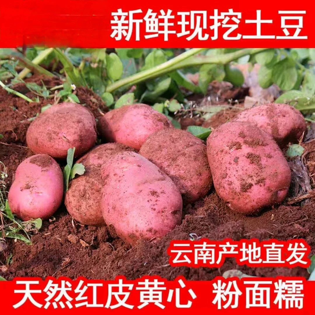 【达人专属】正宗云南高原红皮黄心土豆粉糯香9斤装包邮