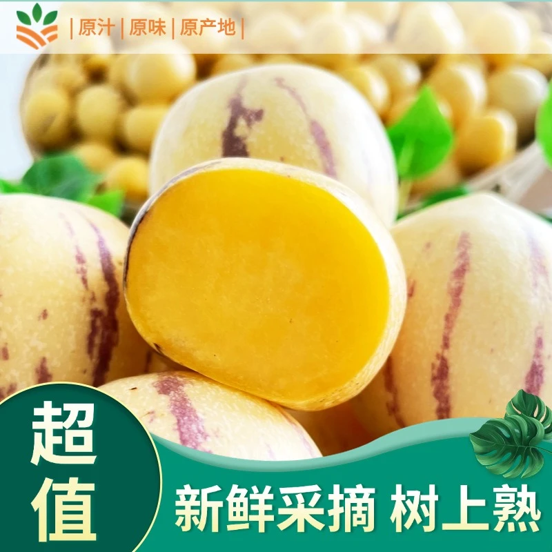 【云南人参果石林】当季水果树上熟农家圆果多汁黄肉小果坏果包赔