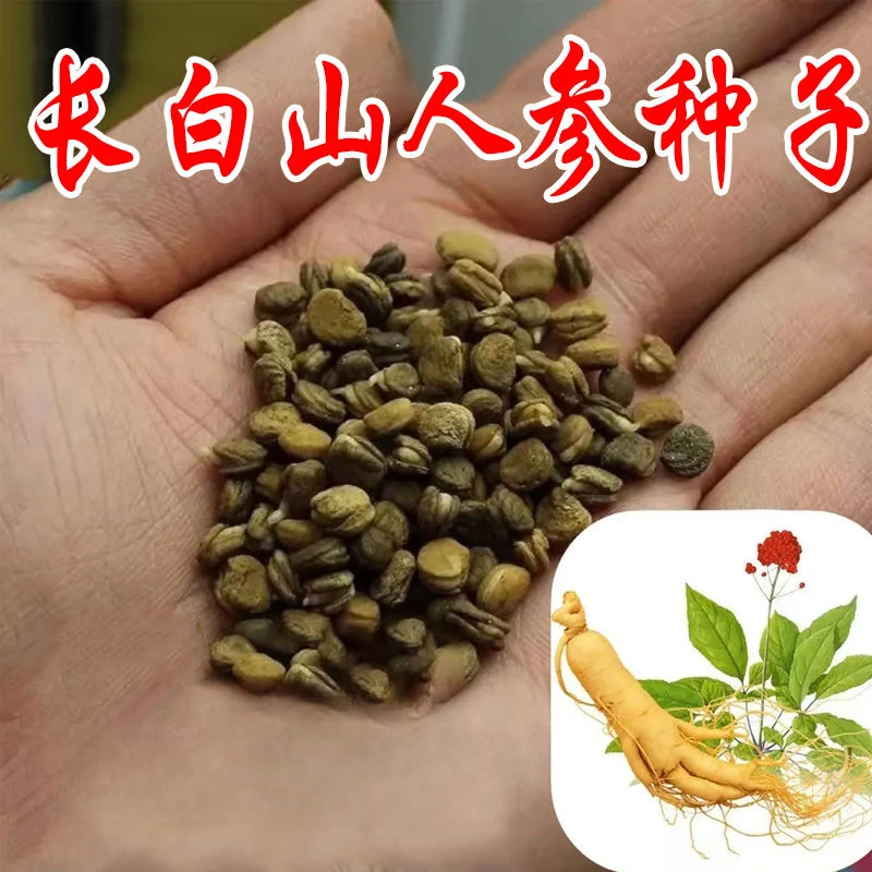 人参籽长白山带芽人参种子野山参苗子种植中药材红参