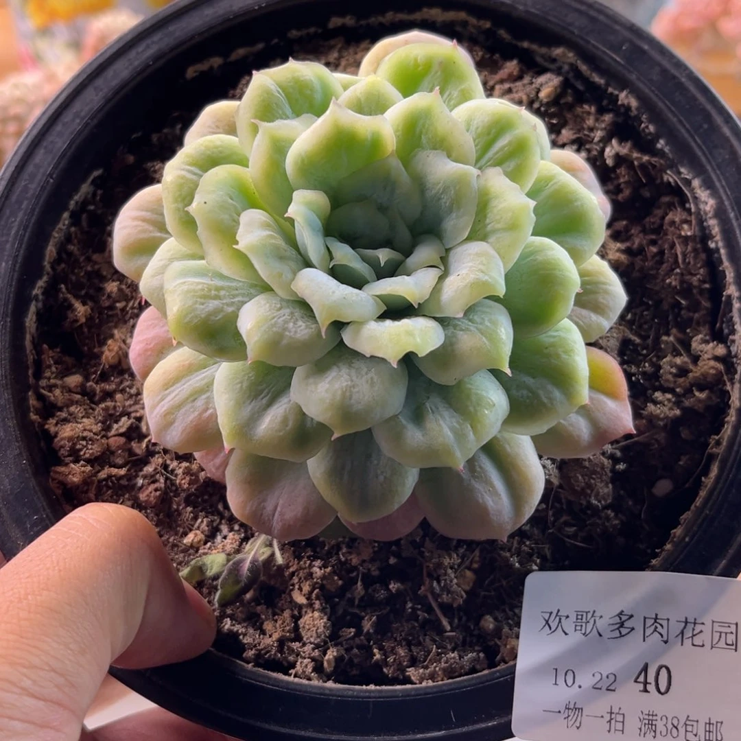 B****?10.22-40泡泡纱666