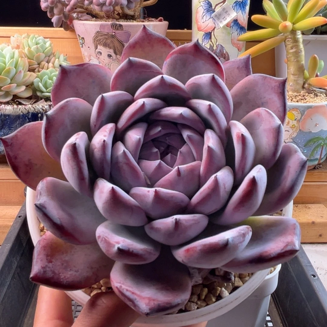 11.5/50紫卡11111111