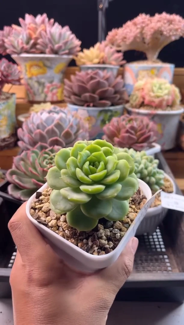 【闪购商品】10.21-41宝宝绿