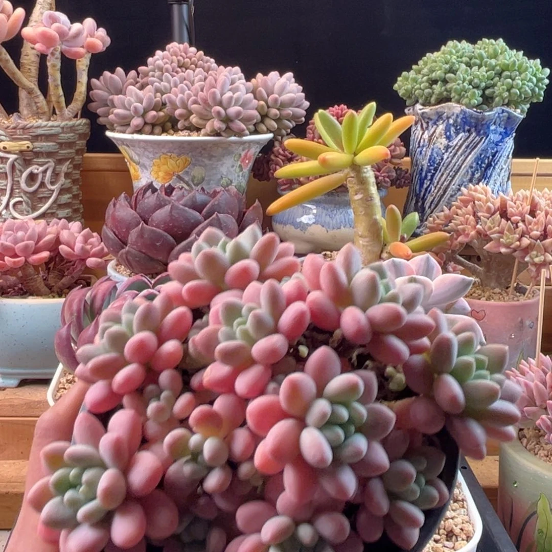 10.30-63鱼子酱111111