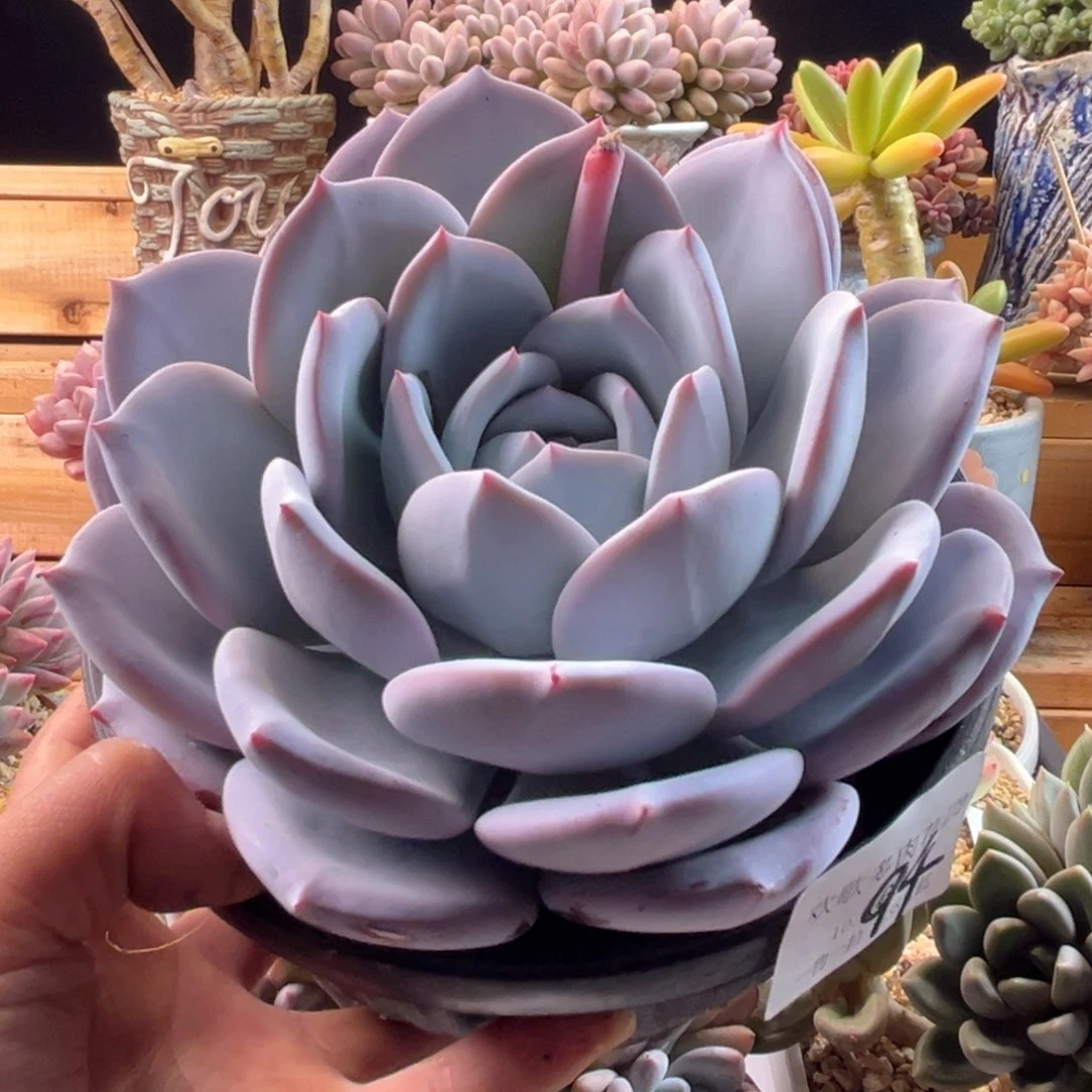 10.30-30-94嫦娥11111