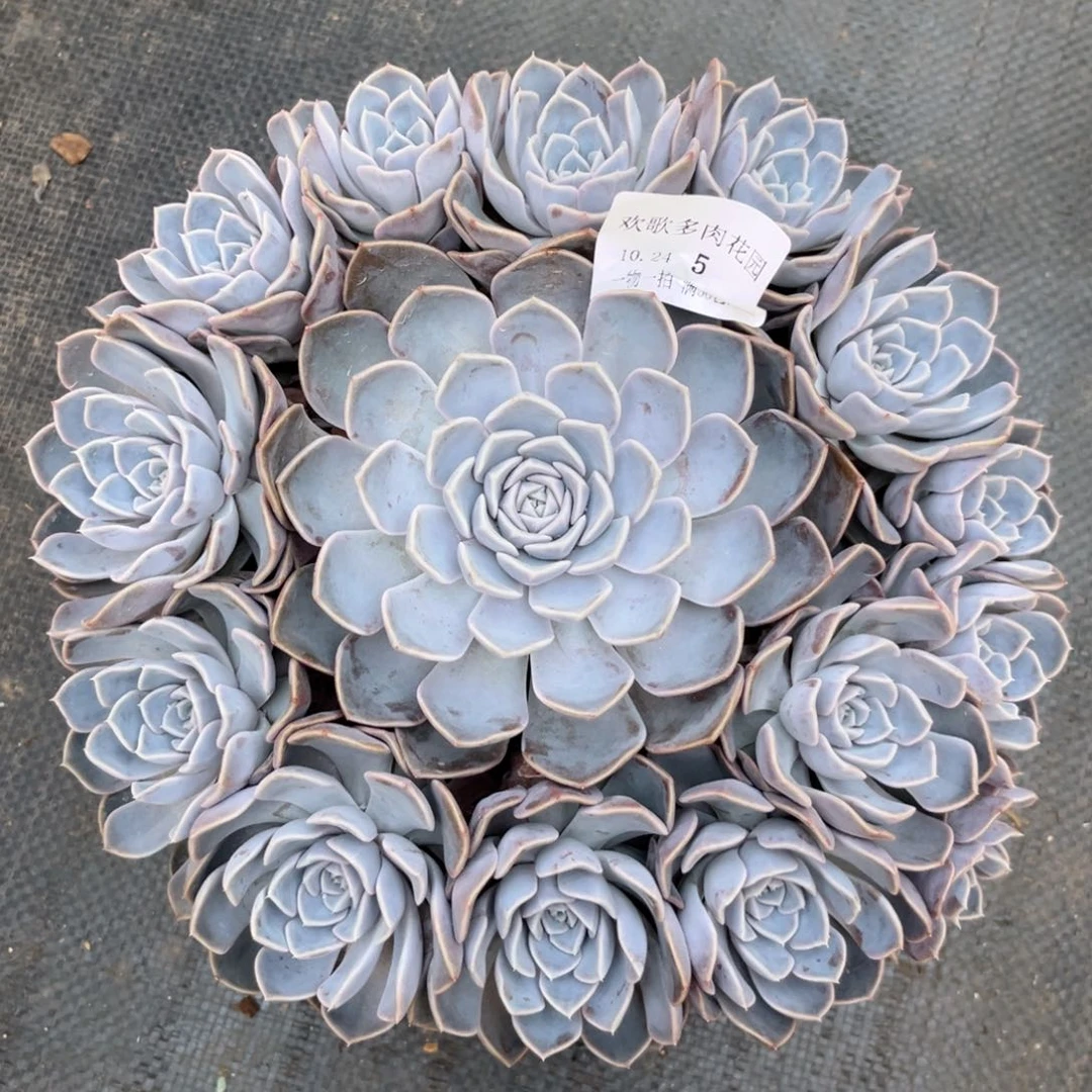 M****?10.24-5汉堡11111