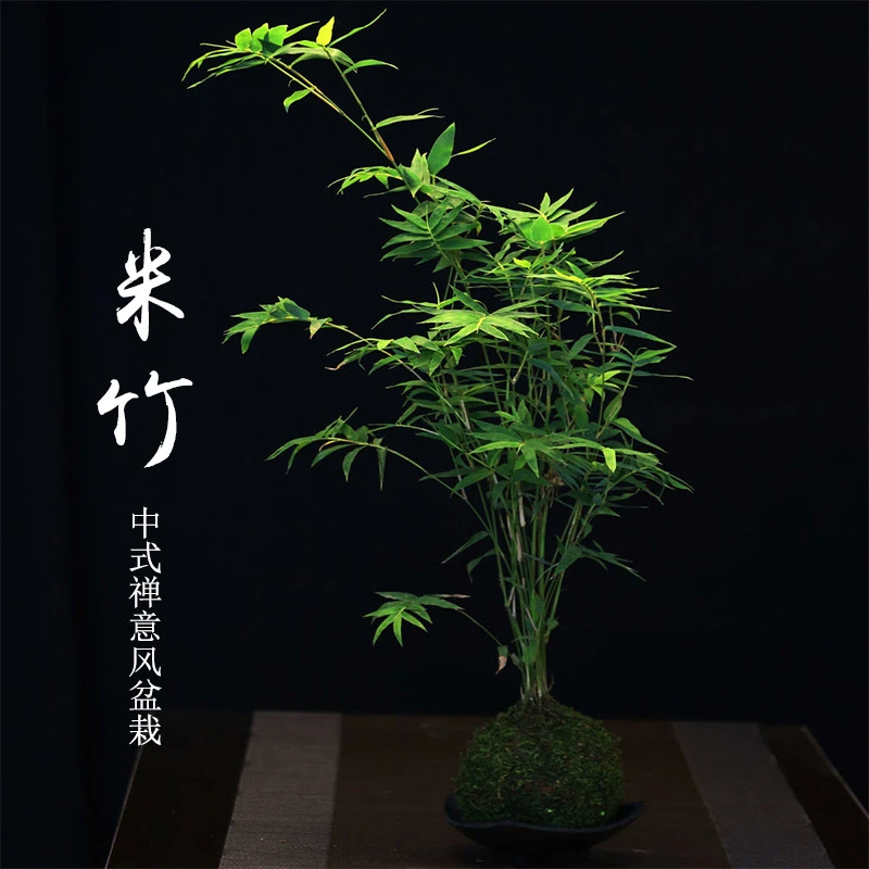 苔藓球绿观音竹好养易活室内盆栽小叶凤尾竹四季常青禅意盆景