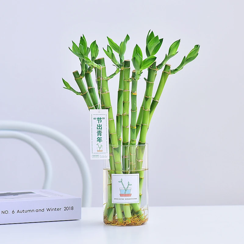 富贵竹带玻璃花瓶水培水生植物绿色常青好养室内喜阴净化空气清新