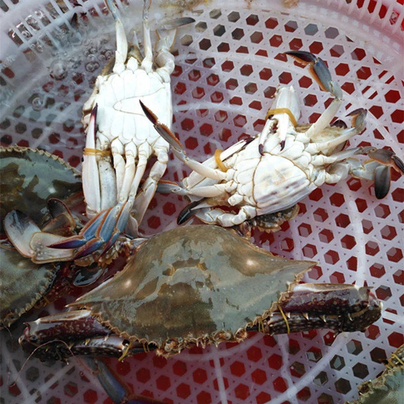 【冻蟹】两规格1500g13只