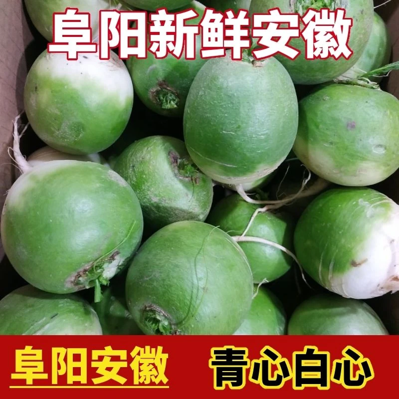 会龙萝卜新鲜现挖【非水果萝卜新鲜萝卜】五斤十斤包邮