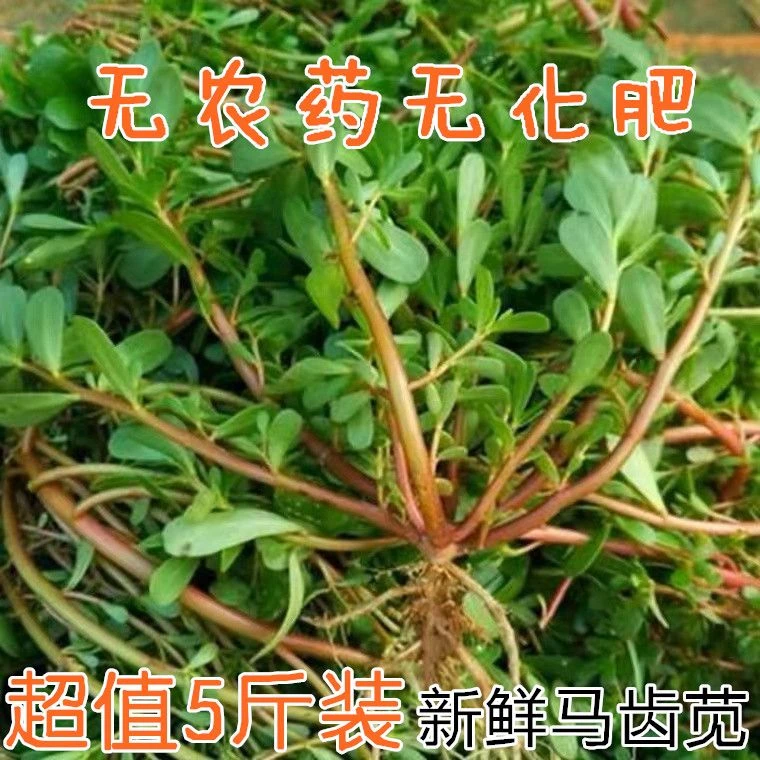 新鲜马齿菜野菜现挖现发马齿苋带根发货