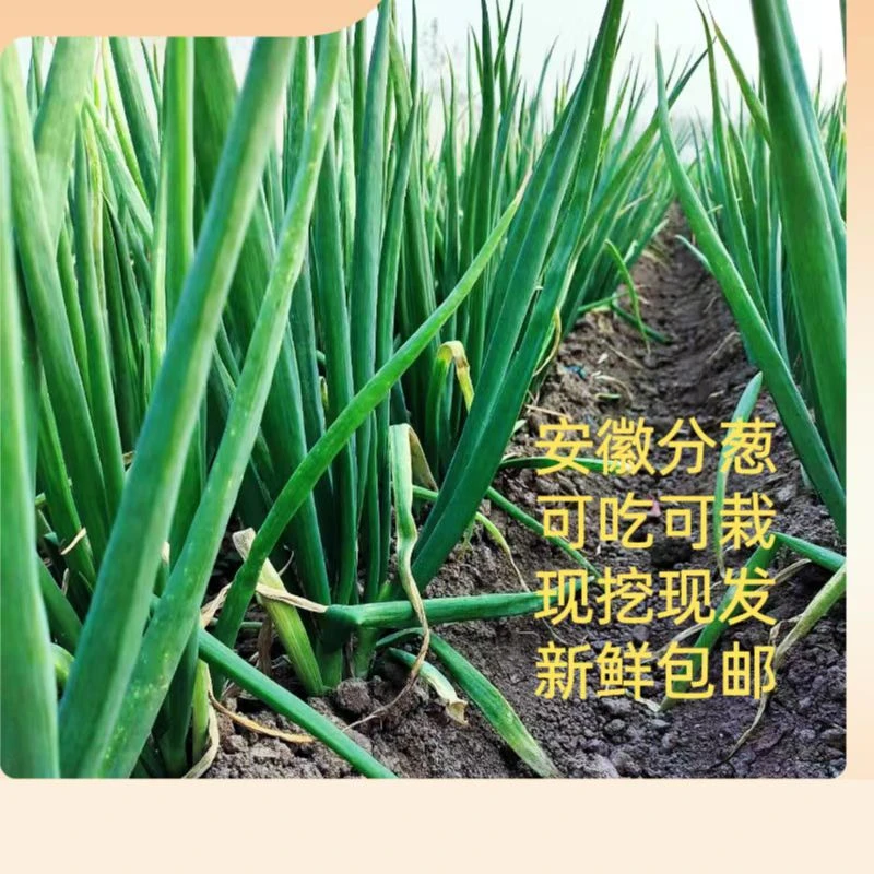 安徽新鲜分葱农家自种葱本地大葱分葱甜葱嫩葱大3斤5斤现发包邮