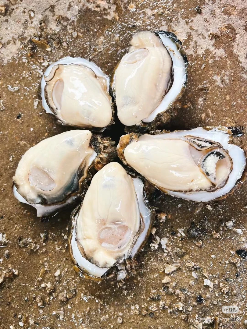 乳山肥美大生蚝5+（6元一个）