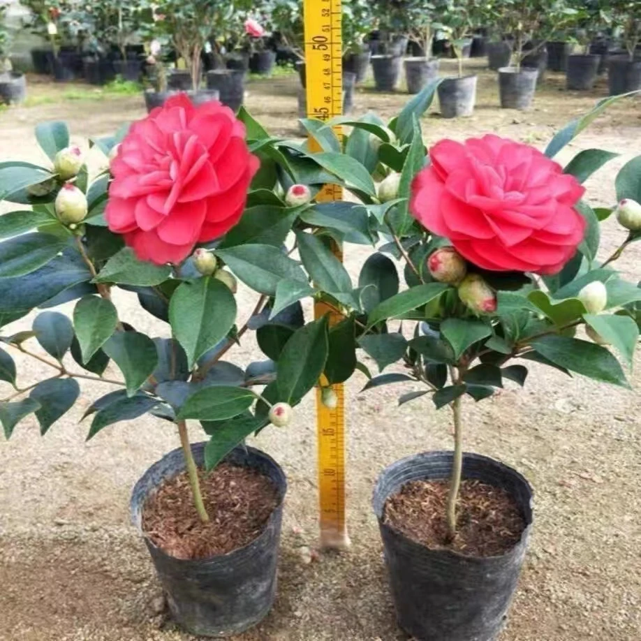 重瓣多色山茶花盆栽香妃五色赤丹阳台庭院耐寒好养浓香型四季开花