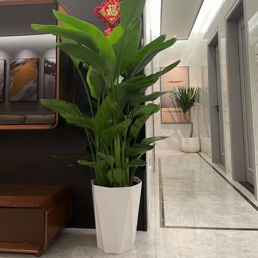 网红绿植天堂鸟自然开裂完美主义者慎拍净化空气观叶