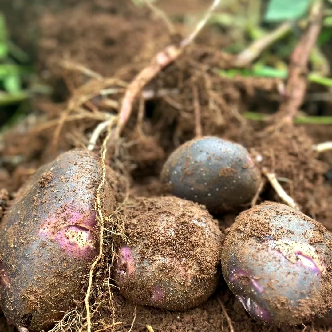 【彩】乌洋芋 贵州高原特产