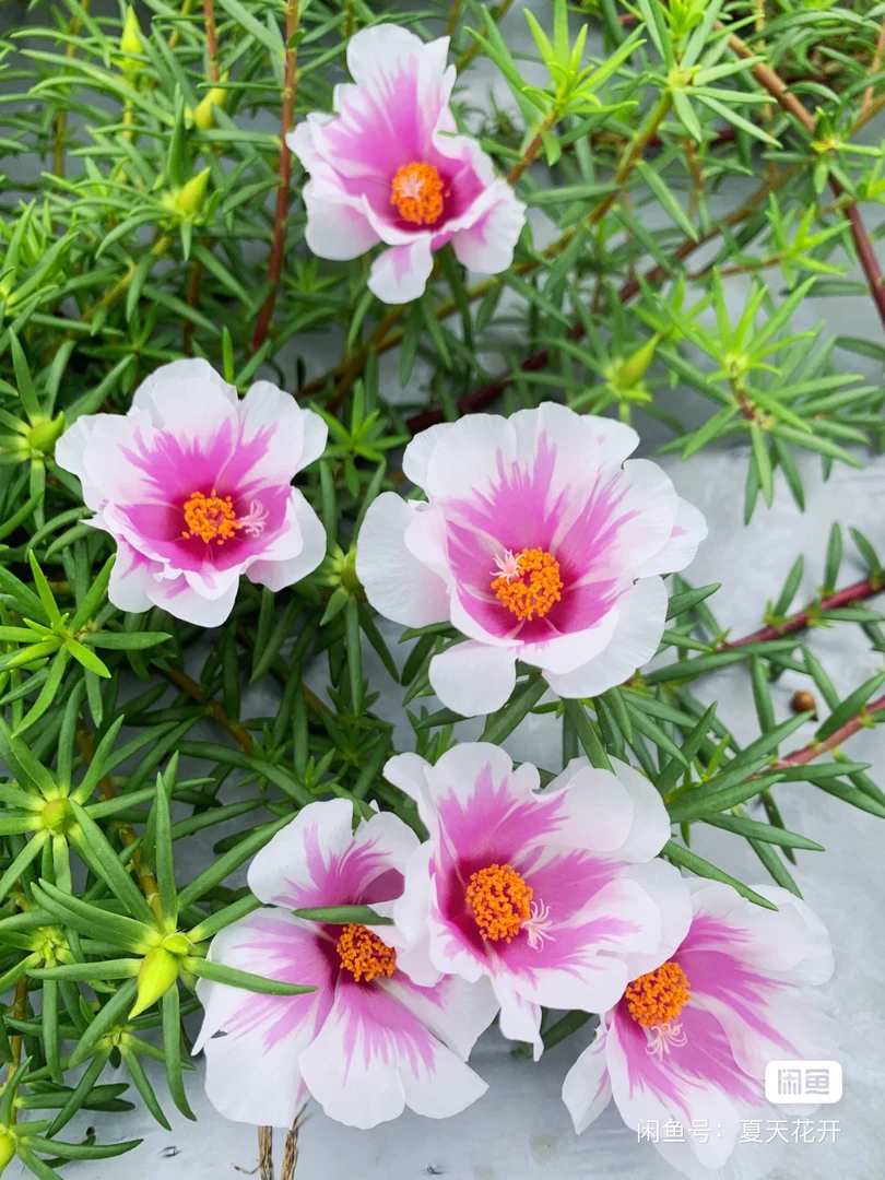 单瓣太阳花带根带土带花苞