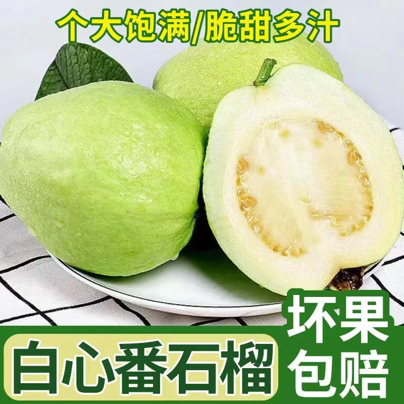 【邮政助农】广东白心番石榴珍珠芭乐精选老树果新鲜采摘坏果包赔