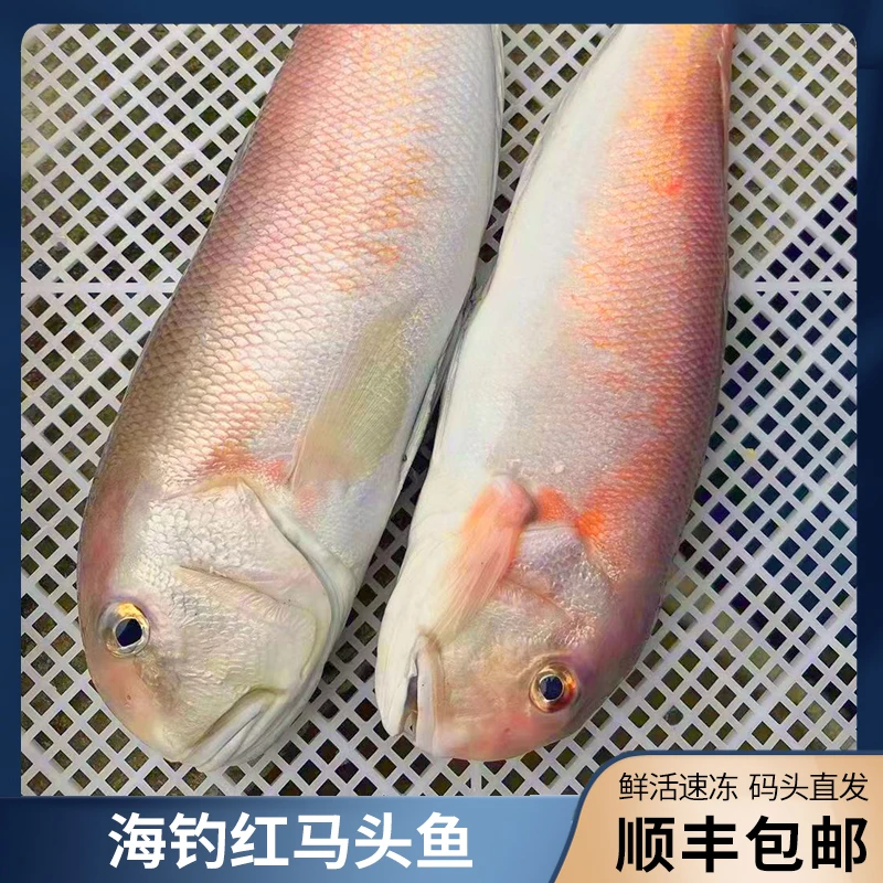 海钓红马头鱼 3条/约3.8斤 天然野生深海海钓 鲜活速冻 顺丰包邮