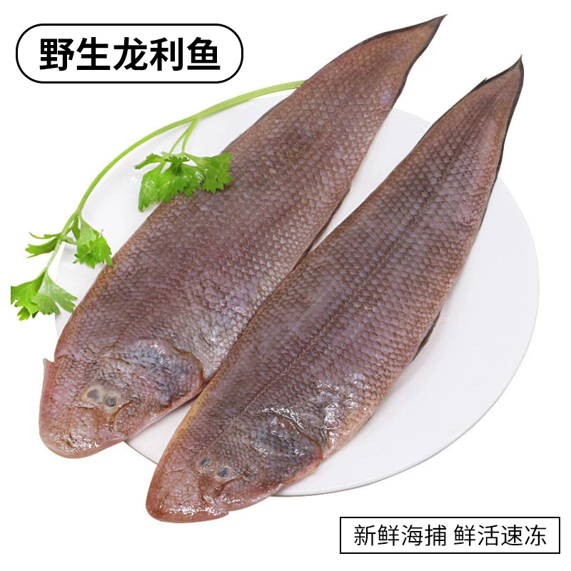 野生海捕龙利鱼 4-7条/斤 海捕小海鱼 鲜活速冻煮汤好鱼 顺丰发货